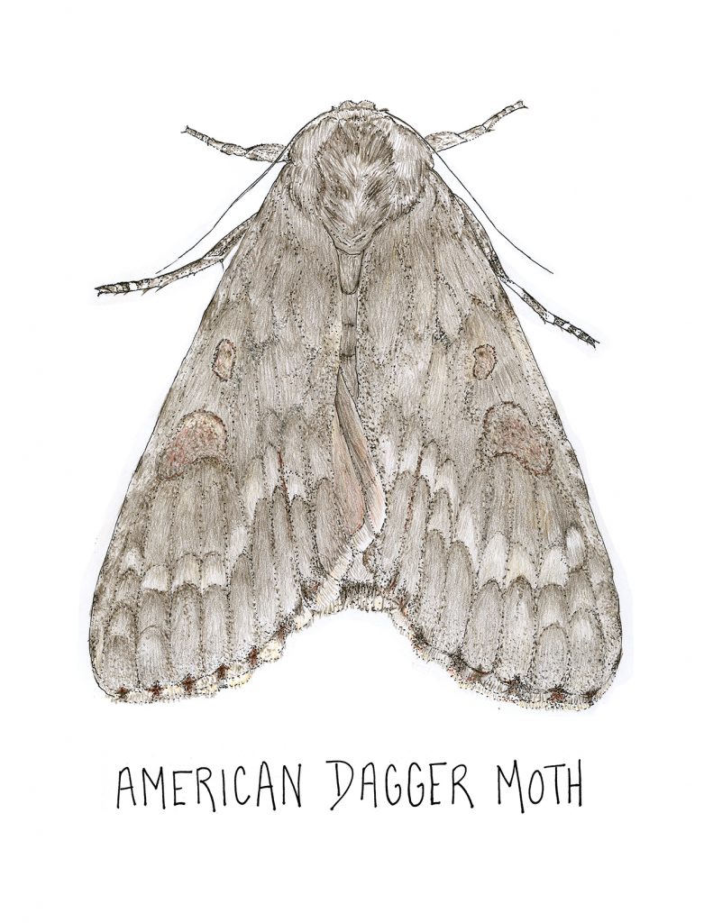 Drawing of American Dagger Moth