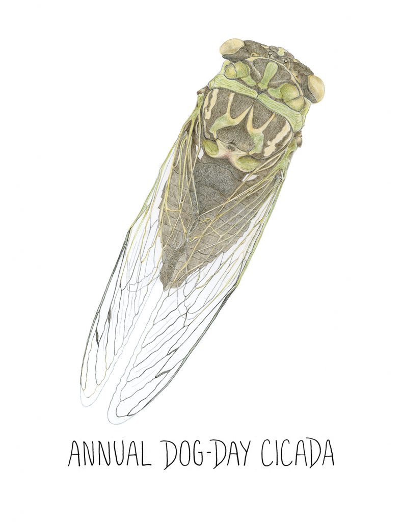 Drawing of Annual Dog-Day Cicada